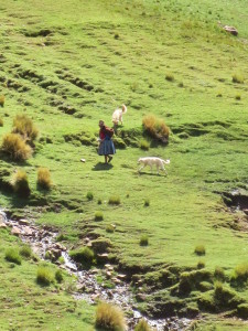 Woman carrying a baby llama across a field with her dogs. 