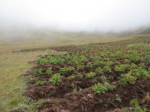 Potatoes, indigenous to Peru, grow in the middle of the Incan Valley.