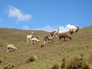 Wild llamas...