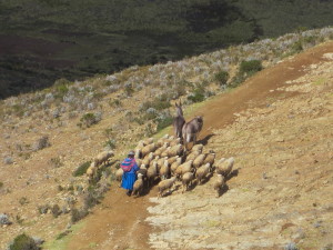A Bolivian woman herding her sheep and donkeys.