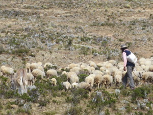 Bolivian man tending to his herd... 