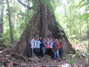 Big Tree Group