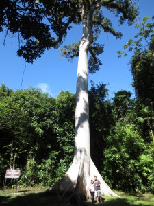 Big white ceiba tree...
