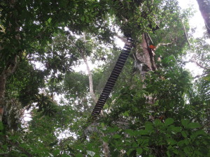 The canopy walk as seen from the ground.