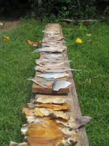 Trout drying under the sun at Lake Valencia. 