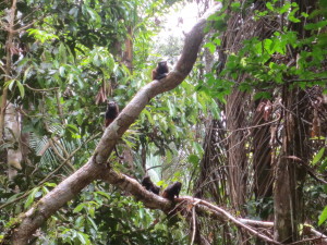 A jungle monkey family.