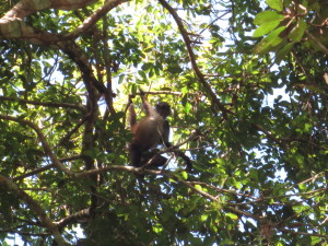 Monkeys in Tikal. 