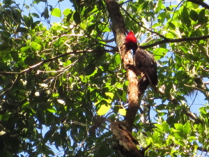 Woodpecker at work in Tikal. 