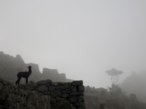 A newborn baby black llama at Machu Picchu.