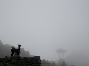 A newborn baby black llama at Machu Picchu