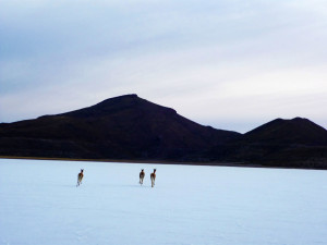 Dear sleeping/living in the salt flats!