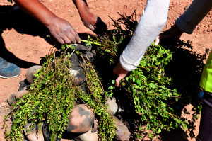 Step 7: Cover the stones with an herb called muña for flavor. 