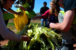 Step 8: Cover the muña with corn husks for insulation. 