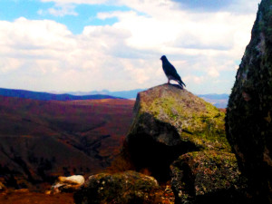 Sweet bird I saw hiking back down...