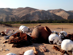 Sun baked skulls and ceramics at Cahuachi Cemetary