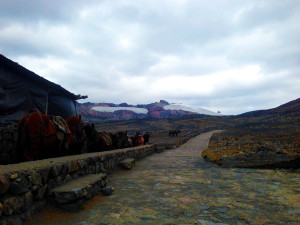 Horses at beginning of trail. 