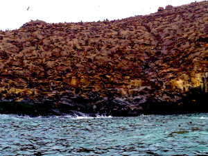 Those are not rocks... all sea lions. 