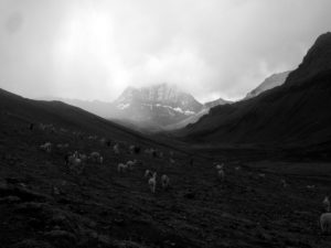 Alpaca + Mountain