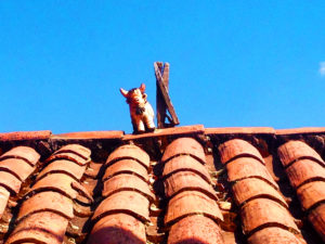 Lonely bull on roof in Ccorca