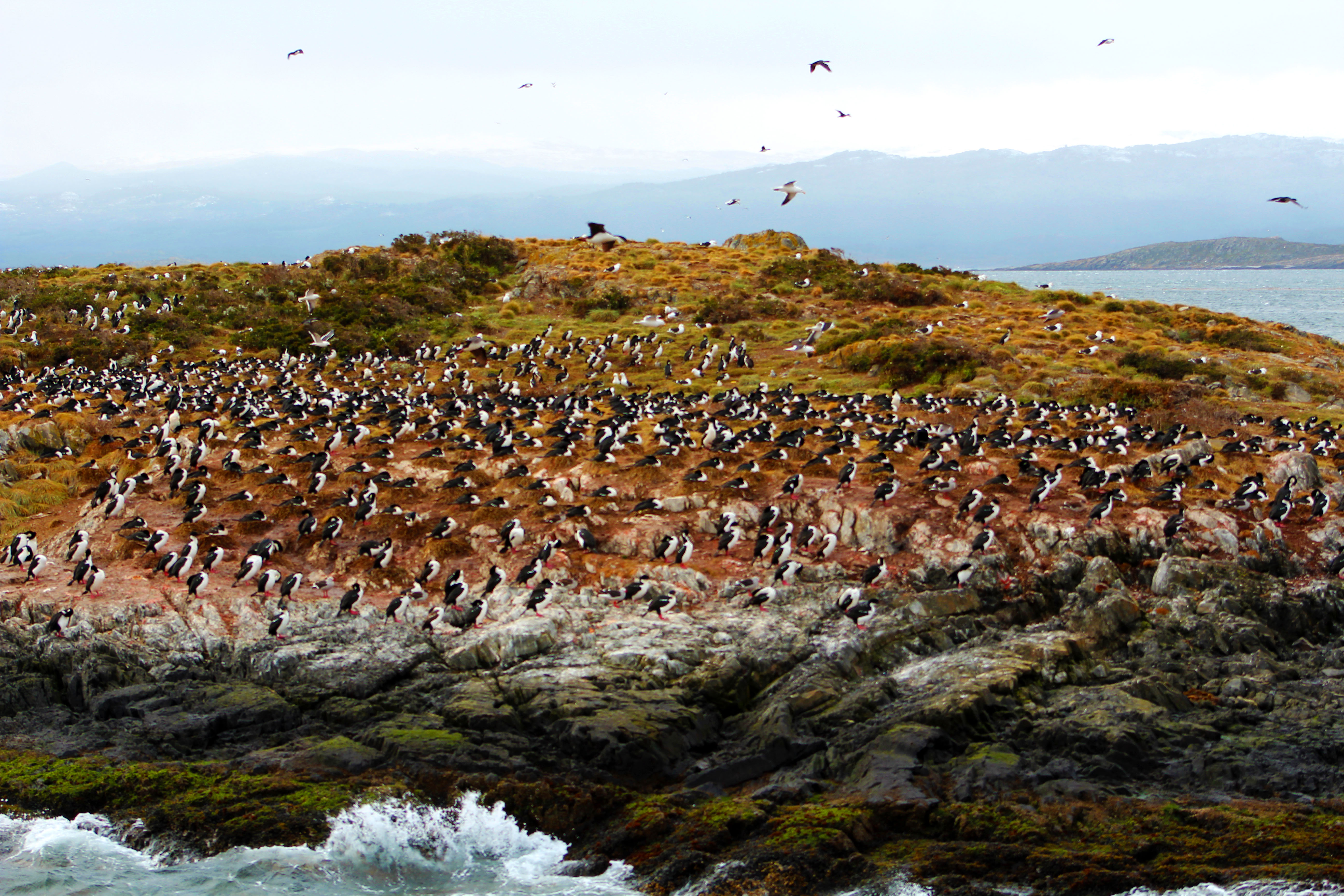 Bird Island