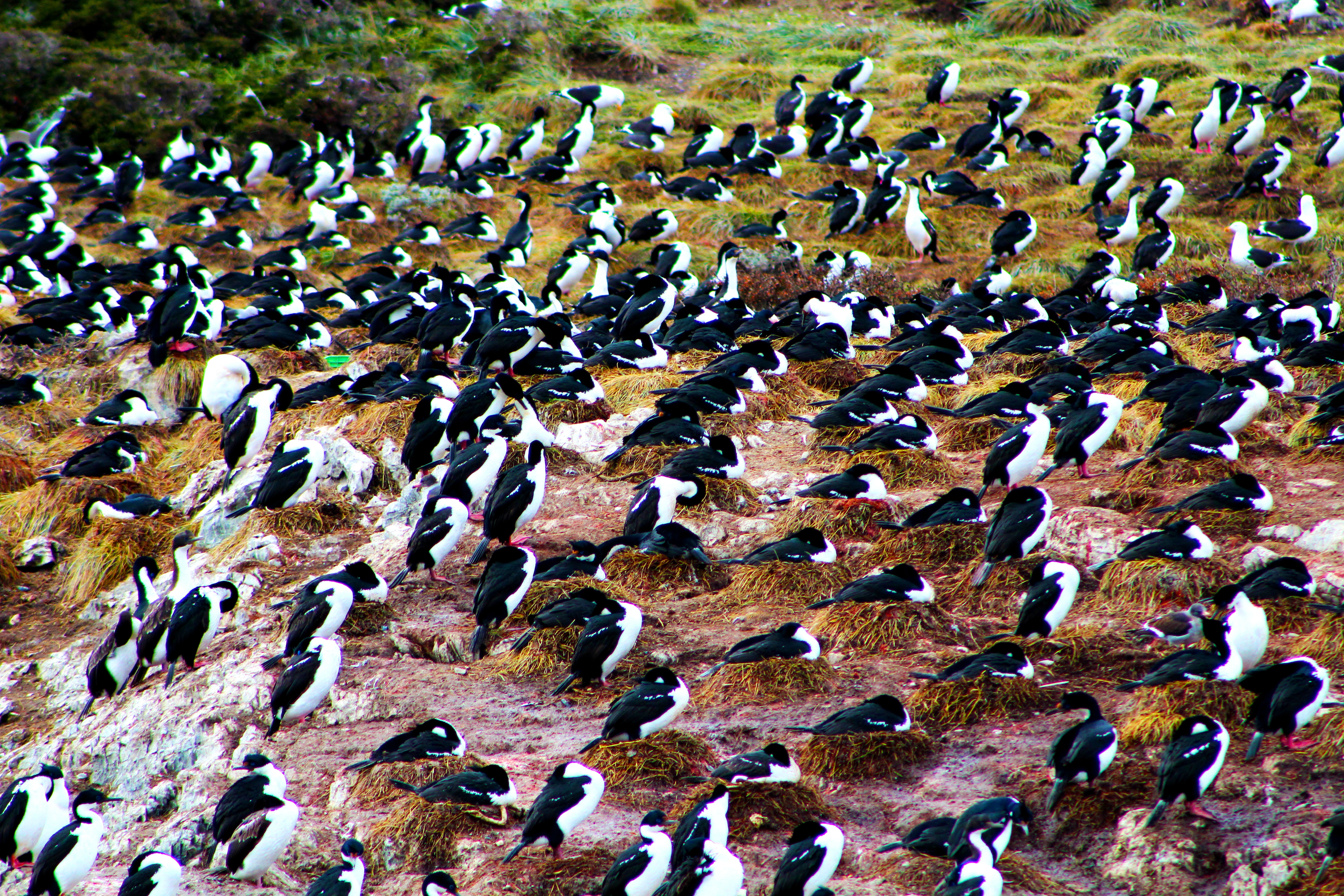 Lots of birds...