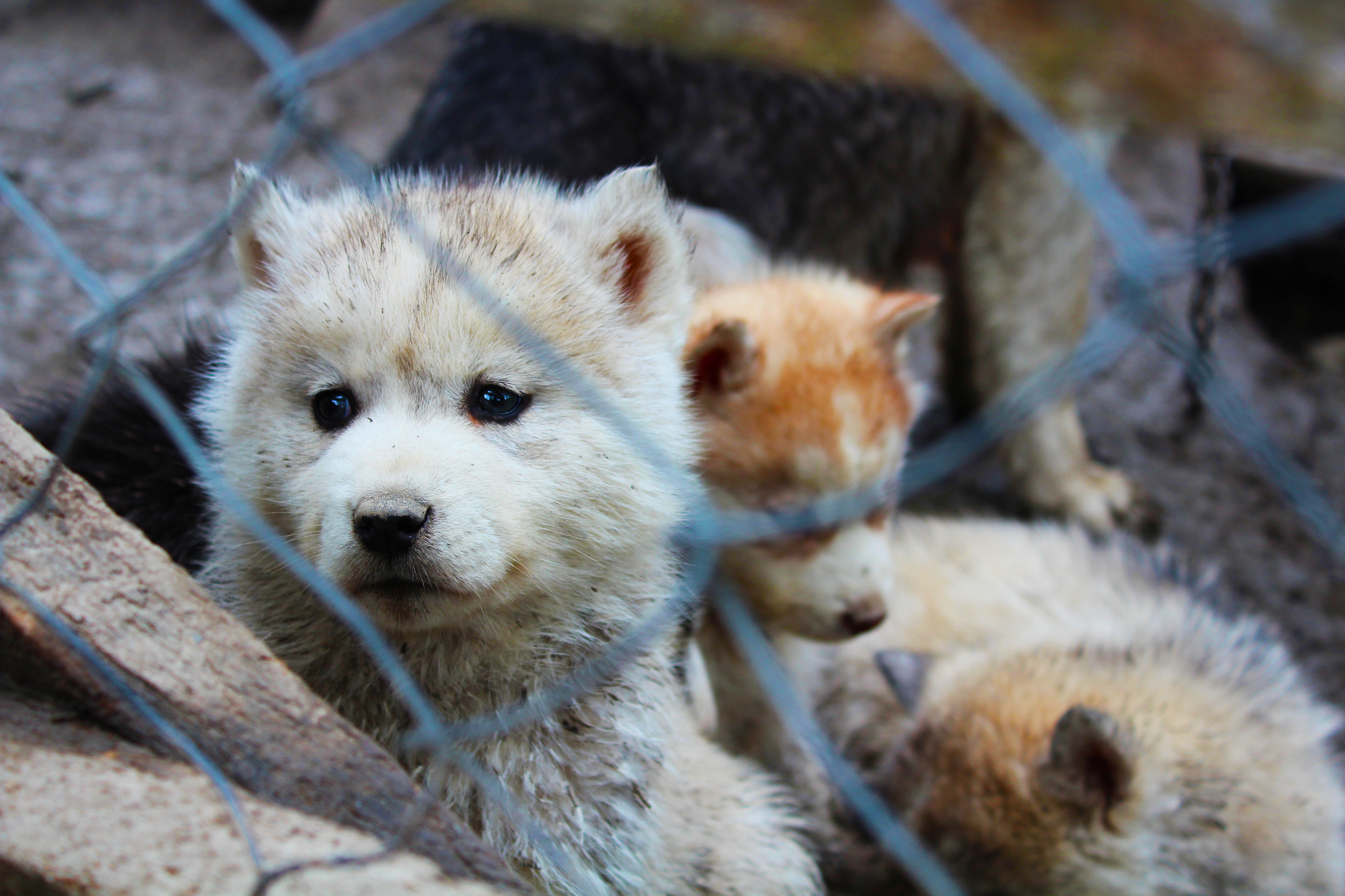 Huskie Puppy... 4 Months