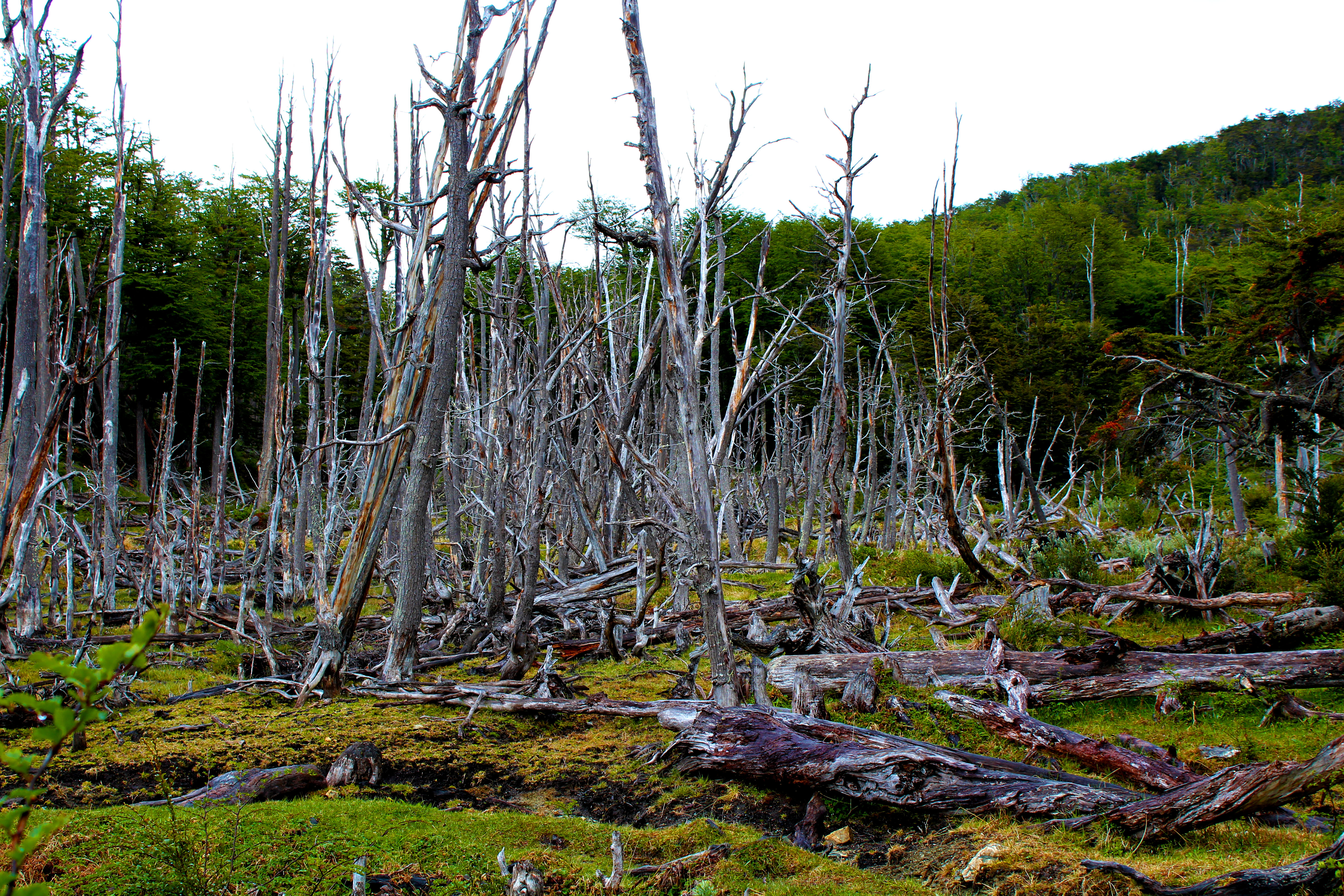 Beaver dam and its destruction of an area. 