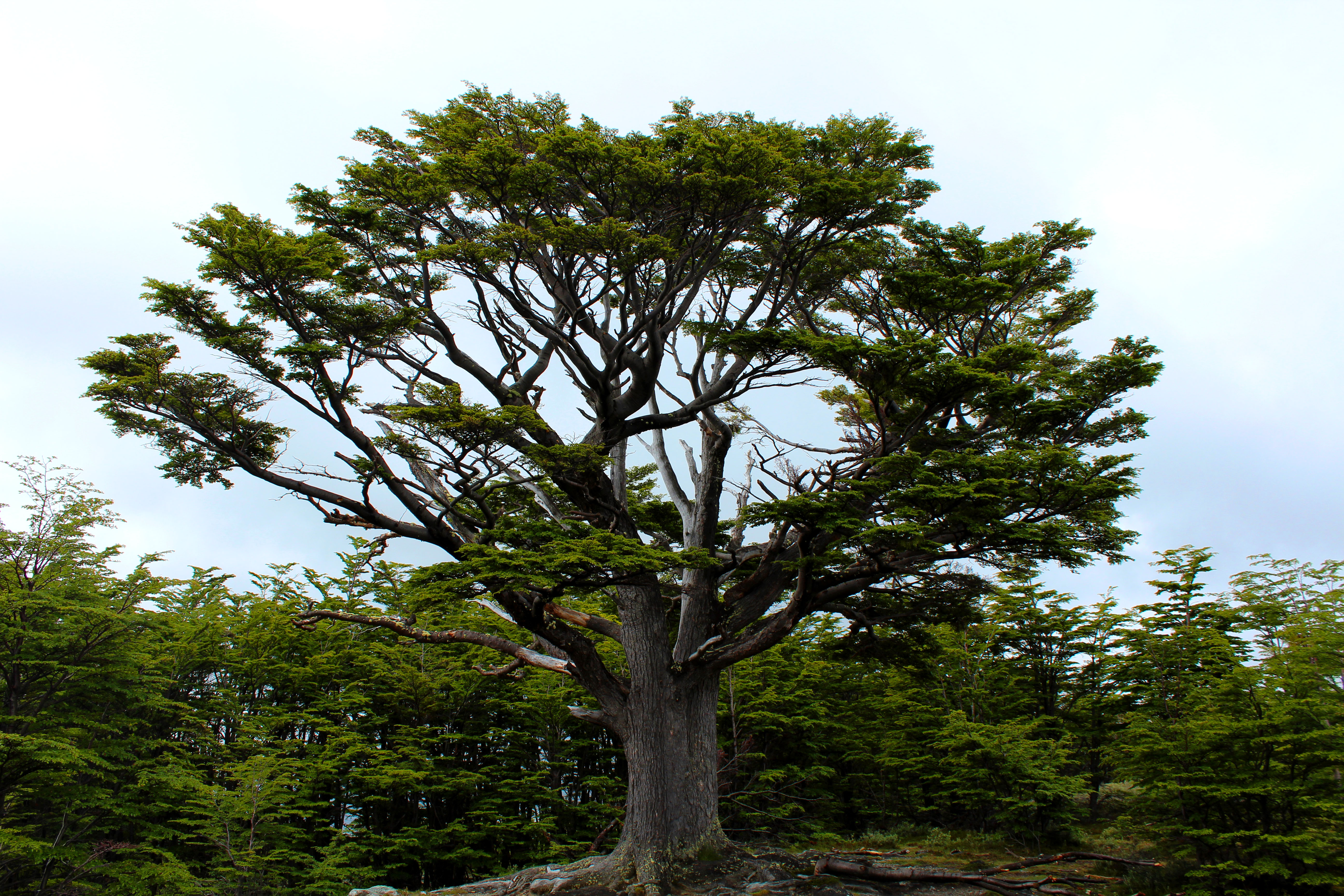 Sweet tree at top of hike. 