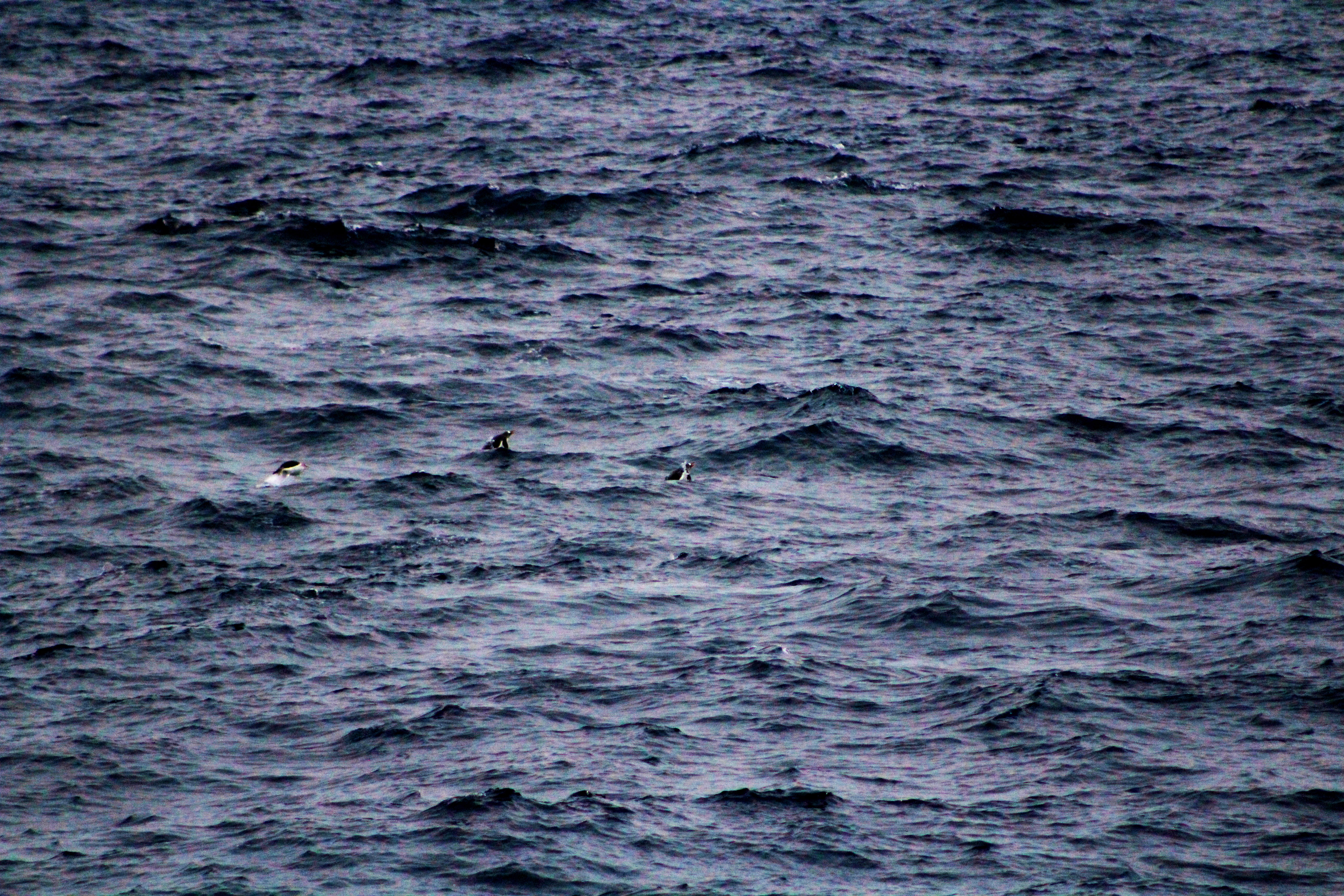 Penguins following us in the middle of the passage.