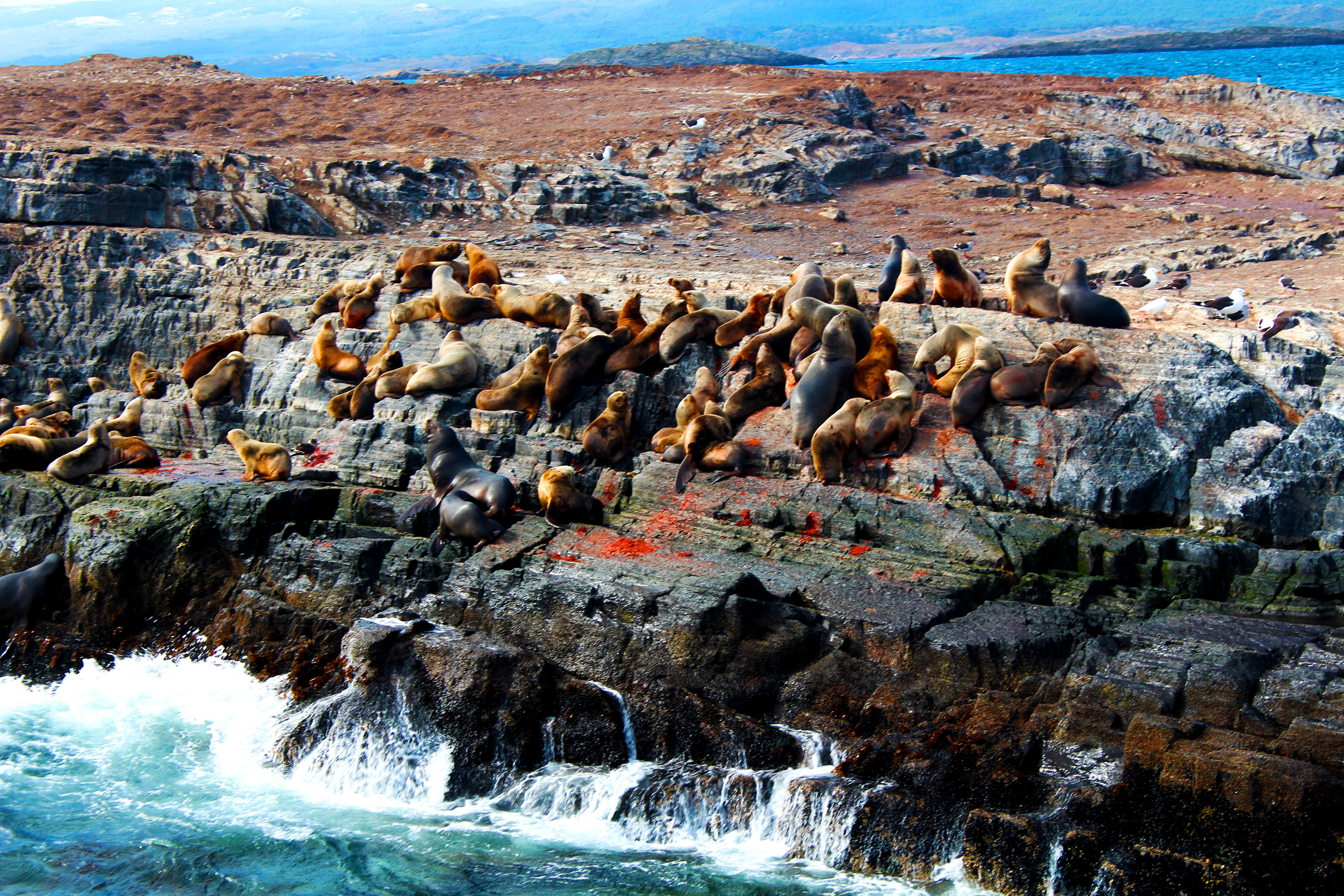 Seal Island