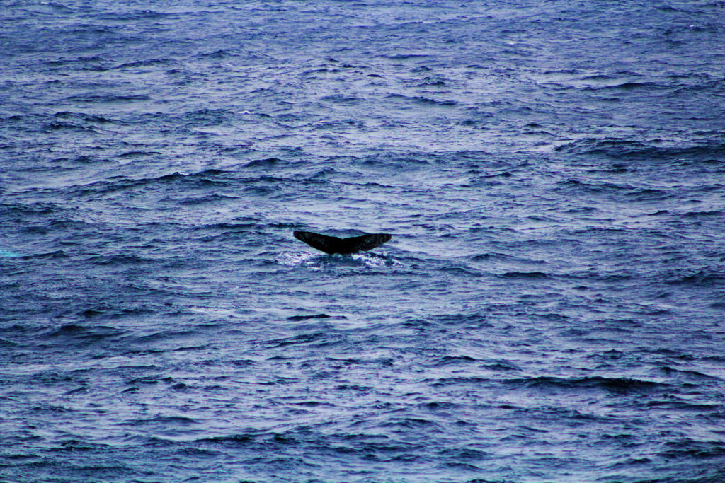 Humpback whales near the ship.