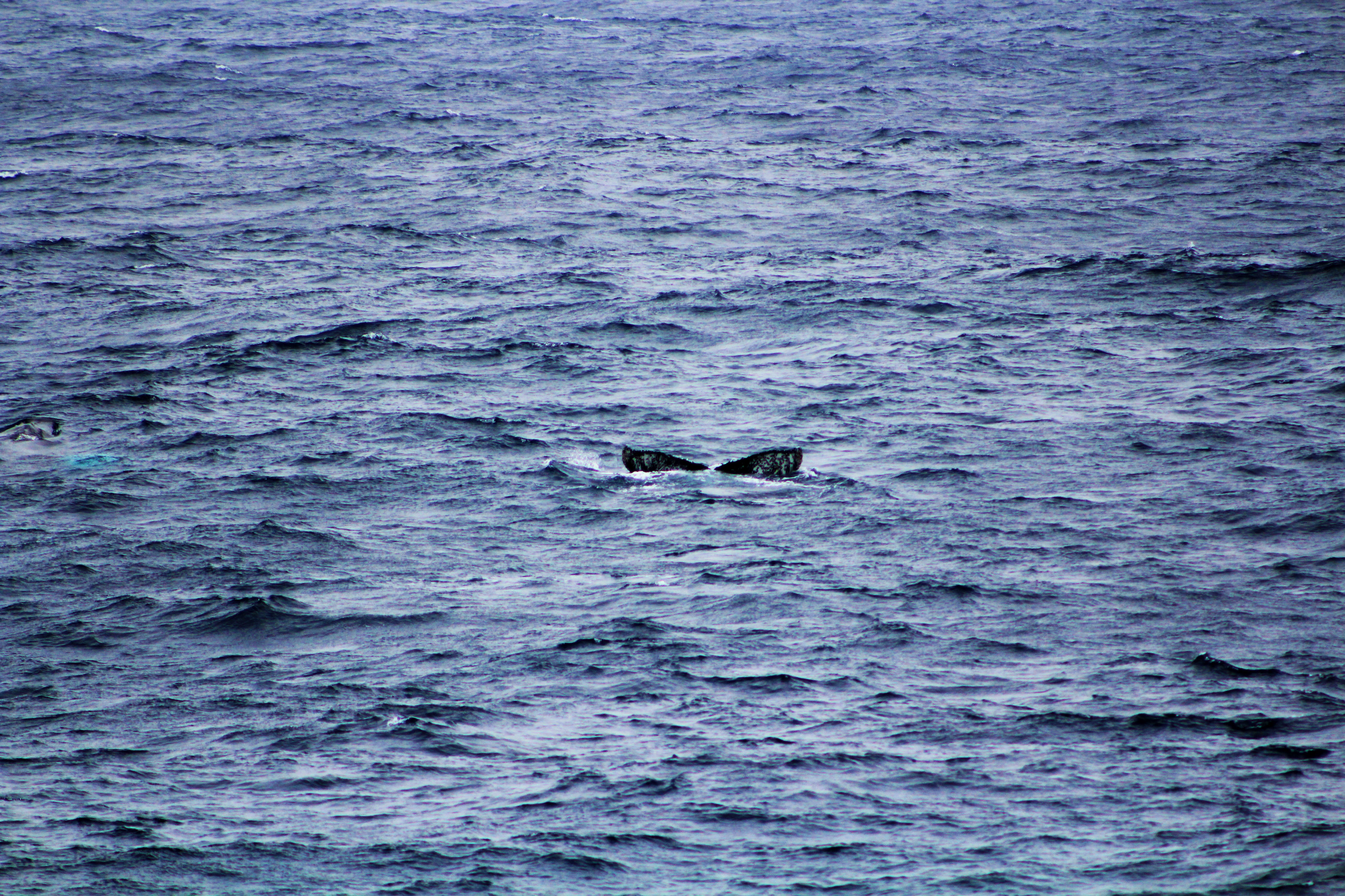 Humpback whales near the ship. 